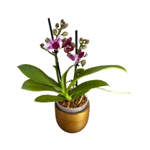 orquídea mini