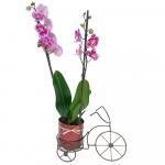 Planta Orquidea Grande