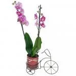 Planta Orquidea Grande · Ramos Y Arreglos Florales — Bogotá