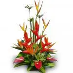 Ramo Exotico Samba · Entrega De Flores El Mismo Día En Bogotá