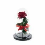 Rosa Roja Encantada Urna · Flores Frescas En Bogotá