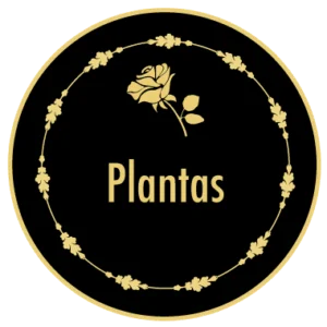 Plantas para Regalo