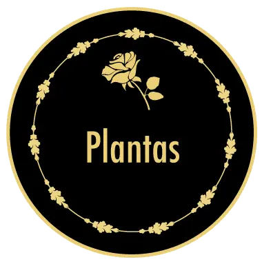 Plantas para Regalo