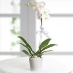 Orquídea Bogota · Entrega De Flores El Mismo Día En Bogotá