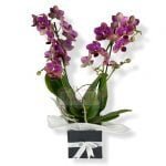 Orquídea Phalaenopsis Mediana · Entrega De Flores El Mismo Día En Bogotá