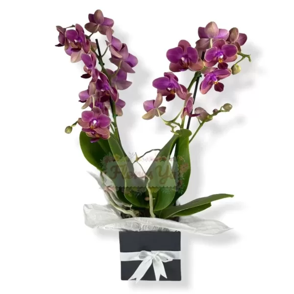 Orquídea Phalaenopsis Mediana