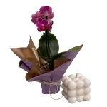 Orquídea Mini + Vela Burbuja · Arreglo Floral A Domicilio
