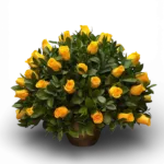 Ramo De 50 Rosas Amarillas · Floristería Online Floresya