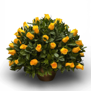 Ramo de 50 Rosas Amarillas