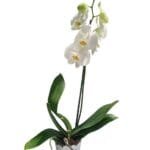 Orquidea Blanca