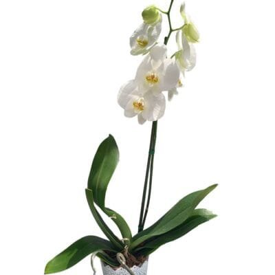 Orquidea Blanca